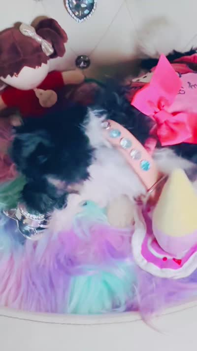 🍒 MICRO F1 Ariel 🧜‍♀️ , a female Maltese and Poodle - Toy  for sale in New York City, NY – 3 of 3
