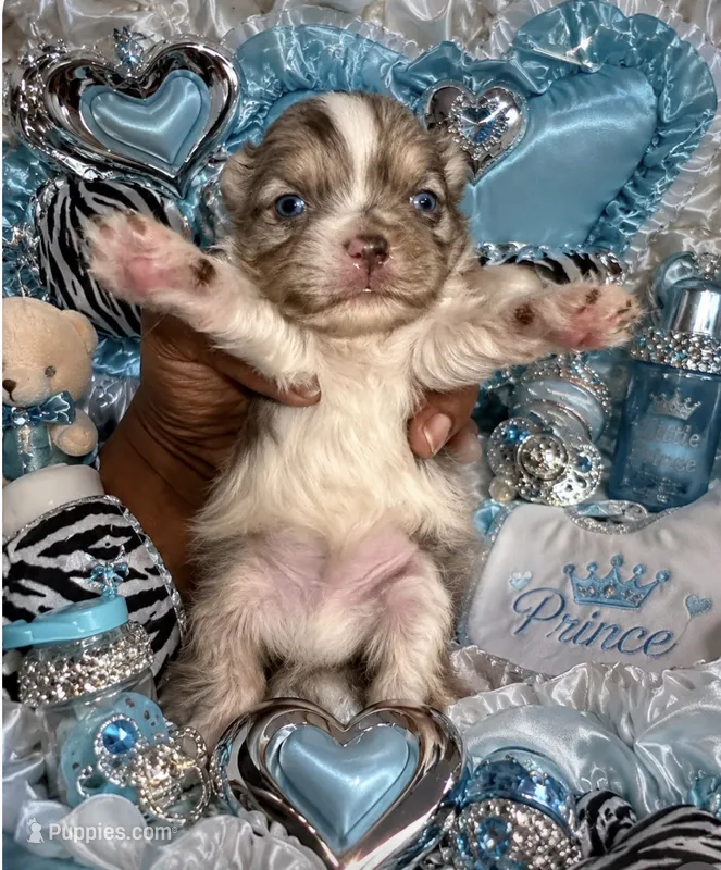 Tiny Teacup Sonic  – Maltese, Poodle - Toy  puppy for sale in New York City, NY