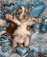 Tiny Teacup Sonic , a male Maltese and Poodle - Toy  for sale in New York City, NY – 1 of 2