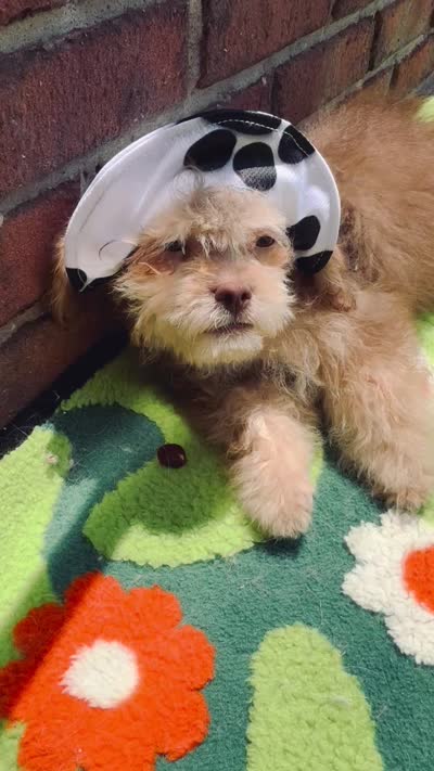 🧸Rare Phantom Tiny  Denim 🐾, a male Poodle - Toy  for sale in New York City, NY – 8 of 8