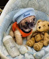 🐾Xs Teacup Puddin Pop , a male Poodle - Toy  for sale in New York City, NY – 7 of 8