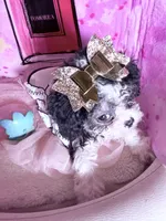 💕  Teacup  Cleopatra 🍭 , a female Poodle - Toy  for sale in New York City, NY – 7 of 10