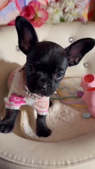 💝 Pocket   Velvet 🐾 Reserved 4 DaJawn, a female French Bulldog and Pomapoo for sale in New York City, NY – 4 of 4