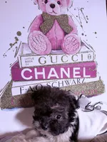 🐶 Micro Teacup Kitkat  🍡, a male Pomapoo for sale in New York City, NY – 3 of 3