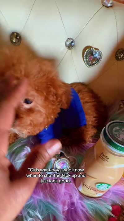 Tiny Tcup Pretty Ricky , a male Poodle - Toy  for sale in New York City, NY – 3 of 3