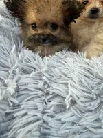  🍼 Alvin The Chipmunk 🐿️ , a male Pomeranian and Poodle - Toy  for sale in New York City, NY – 3 of 10