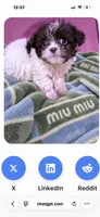 Micro Teacup Nestle Quick , a male Poodle - Toy  for sale in New York City, NY – 4 of 4