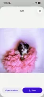 💕 Micro Teacup  Cleopatra 🍭, a female Poodle - Toy  for sale in New York City, NY – 3 of 4