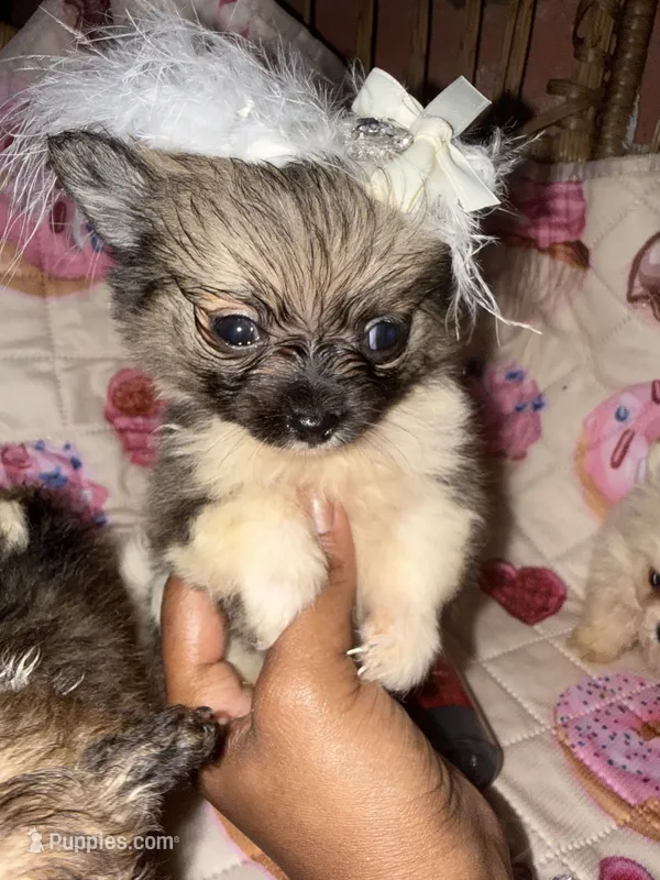 Lavender  – Pomeranian, Poodle - Toy  puppy for sale in New York City, NY