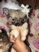 Lavender , a female Pomeranian and Poodle - Toy  for sale in New York City, NY – 3 of 3