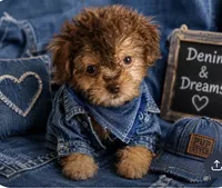 🧸Rare Tiny Denim 🐾, a male Poodle - Toy  for sale in New York City, NY – 2 of 3