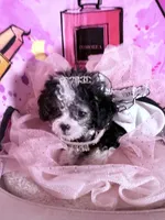 💕  Teacup  Cleopatra 🍭 , a female Poodle - Toy  for sale in New York City, NY – 8 of 10