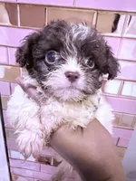 Micro Teacup Nestle Quick , a male Poodle - Toy  for sale in New York City, NY – 3 of 4