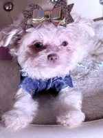🦋Tcup Gucci 🦖, a male Pomapoo for sale in New York City, NY – 2 of 2