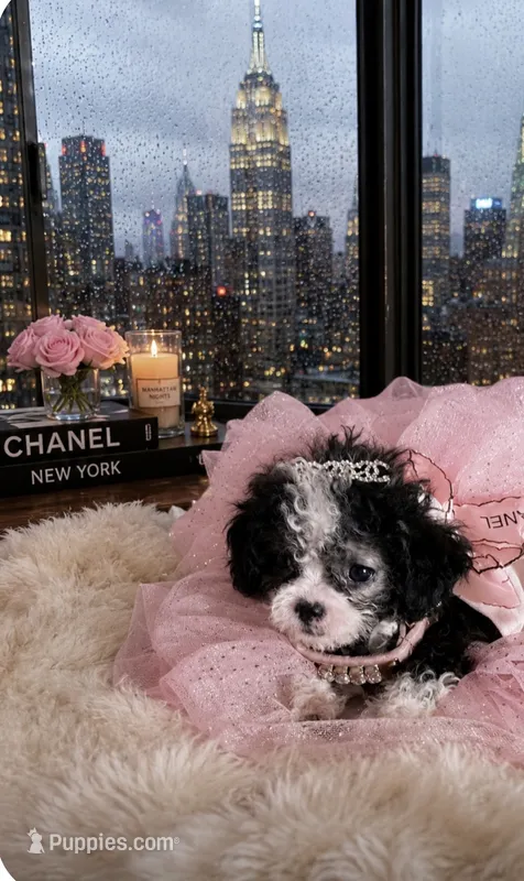💕 Micro Teacup  Cleopatra 🍭 – Poodle - Toy  puppy for sale in New York City, NY