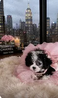 💕 Micro Teacup  Cleopatra 🍭, a female Poodle - Toy  for sale in New York City, NY – 1 of 4