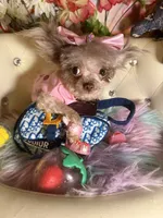 🐻 Micro Teddy Glams, a female Pomeranian and Poodle - Toy  for sale in New York City, NY – 9 of 10