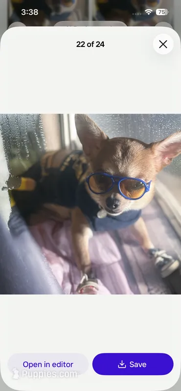 💋Teacup 3 pounds Grown