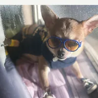 💋Teacup 3 pounds Grown, a male Chihuahua and Peek-A-Pom for sale in New York City, NY – Photo 1 of 9