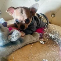 💋Teacup 3 pounds Grown, a male Chihuahua and Peek-A-Pom for sale in New York City, NY – Photo 4 of 9