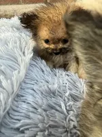  🍼 Alvin The Chipmunk 🐿️ , a male Pomeranian and Poodle - Toy  for sale in New York City, NY – 7 of 10