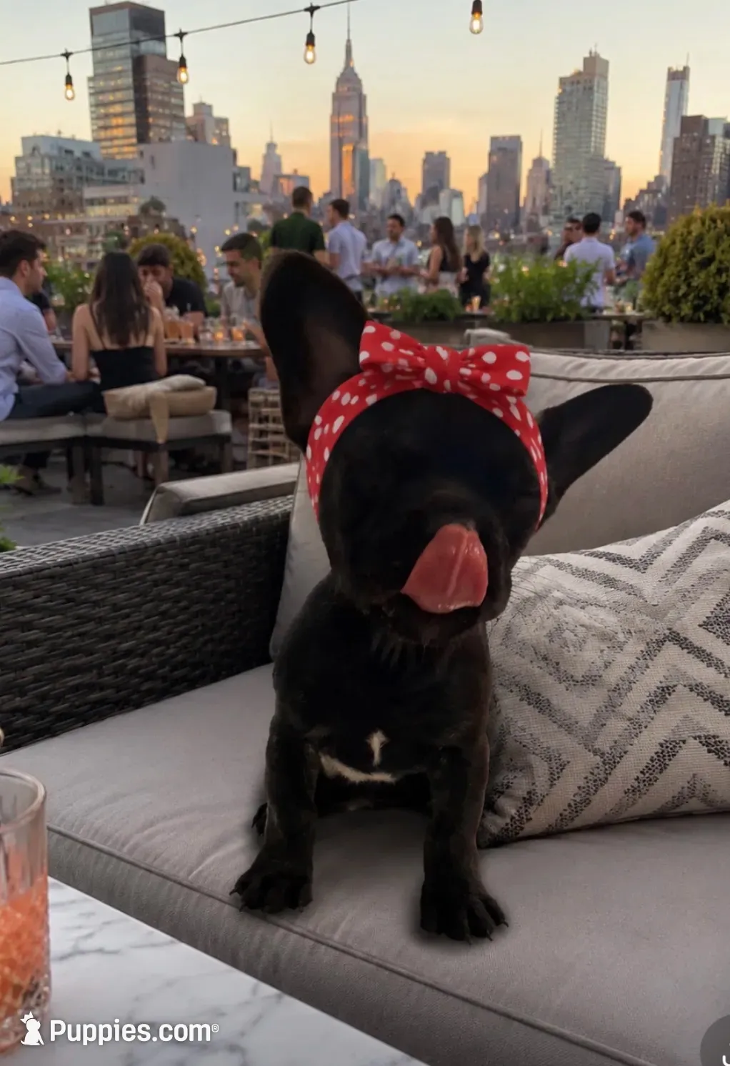 💝 Pocket  Teacup Velvet 🐾, a female French Bulldog and Pomapoo for sale in New York City, NY – 3 of 3