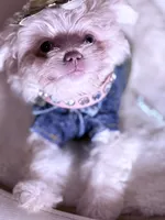 🦋Tcup Gucci 🦖, a male Pomapoo for sale in New York City, NY – 1 of 2