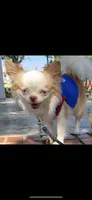 🍼Micro Teacup Reserevd 4 Beyoncé Celaine 🍭, a male Chihuahua and Peek-A-Pom for sale in New York City, NY – 6 of 6