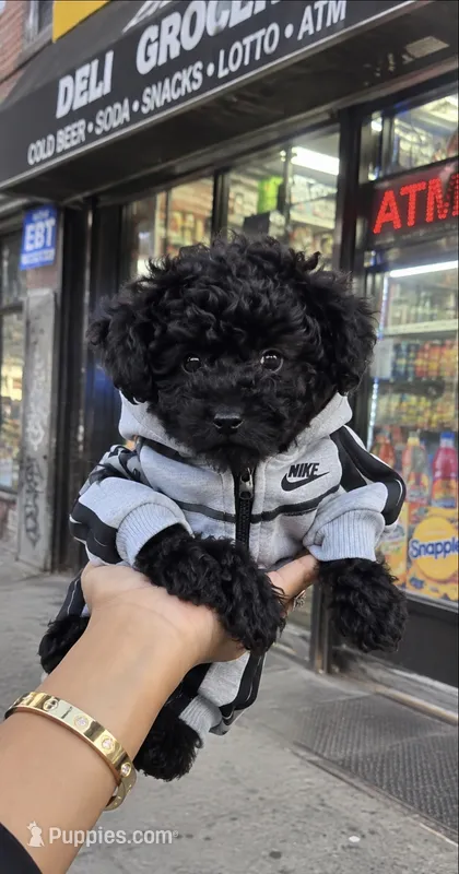 😍 Tiny Masion 🥰 – Poodle - Toy  puppy for sale in New York City, NY
