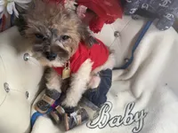 🐶 Tcup kitkat  , a male Pomapoo for sale in New York City, NY – 4 of 9