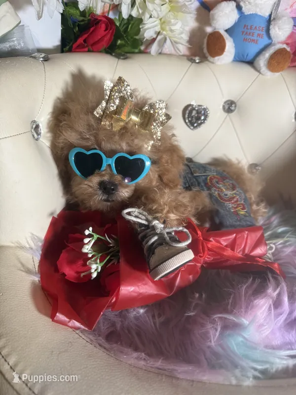 🐻  TCup Teddy DeLuxe – Poodle - Toy  puppy for sale in New York City, NY