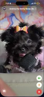  ⭐️ Tcup Sassy Betty Boop , a female Pomapoo for sale in New York City, NY – 6 of 6