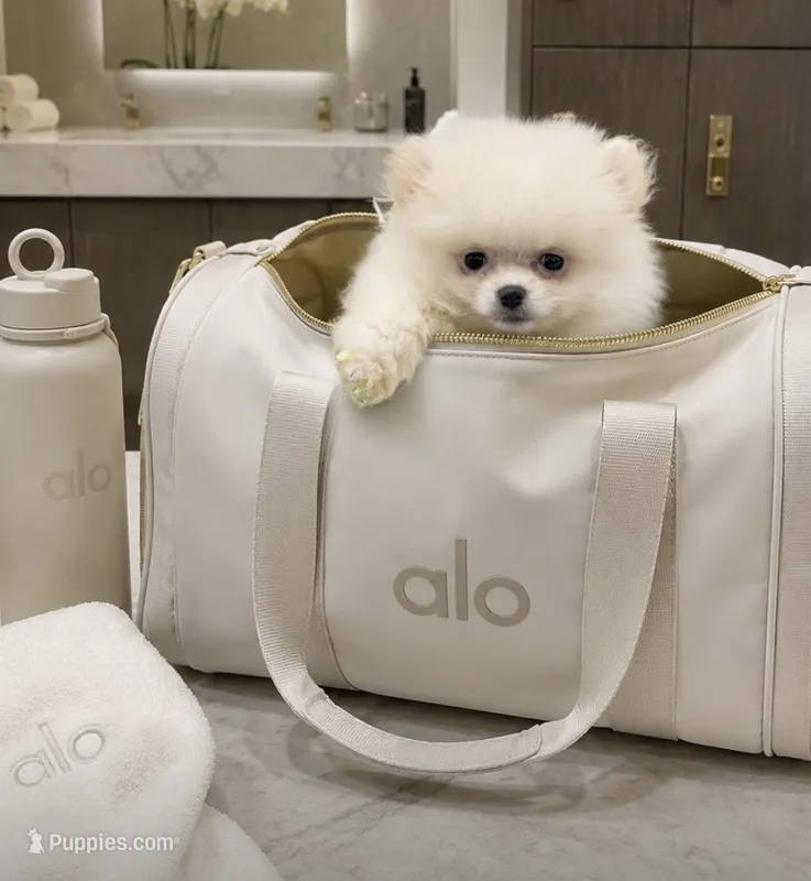 Mr.Softee  – Pomeranian puppy for sale in New York City, NY