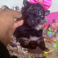 Coolisa Reserved For Lola , a female Maltipoo for sale in New York City, NY – Photo 7 of 10