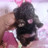 Coolisa Reserved For Lola , a female Maltipoo for sale in New York City, NY – Photo 8 of 10