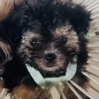 Coolisa Reserved For Lola , a female Maltipoo for sale in New York City, NY – Photo 3 of 10