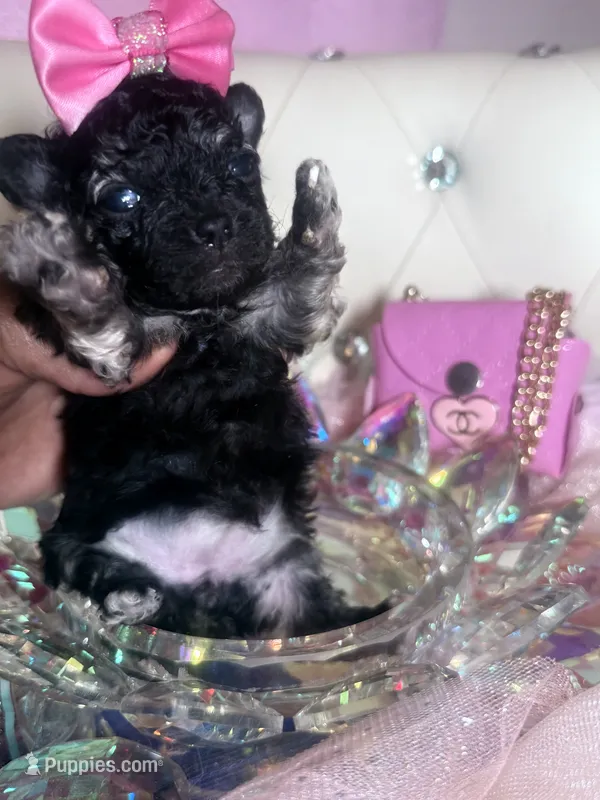 Coolisa Reserved For Lola 