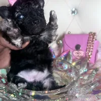 Coolisa Reserved For Lola , a female Maltipoo for sale in New York City, NY – Photo 1 of 10