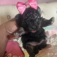 Coolisa Reserved For Lola , a female Maltipoo for sale in New York City, NY – Photo 10 of 10