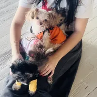 Coolisa Reserved For Lola , a female Maltipoo for sale in New York City, NY – Photo 5 of 10