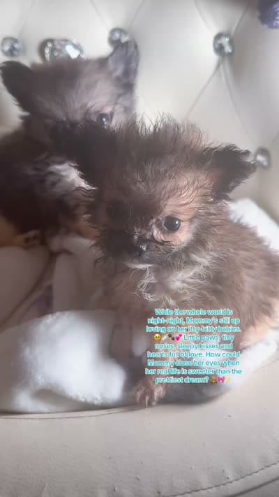  🍼 Alvin The Chipmunk 🐿️ , a male Pomeranian and Poodle - Toy  for sale in New York City, NY – 6 of 10