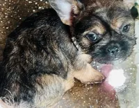 Exotic Pocket Paisley, a female French Bulldog and Poodle - Toy  for sale in New York City, NY – Photo 4 of 8