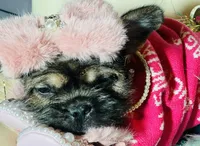 Exotic Pocket Paisley, a female French Bulldog and Poodle - Toy  for sale in New York City, NY – Photo 6 of 8