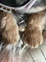 Exotic Pocket Paisley, a female French Bulldog and Poodle - Toy  for sale in New York City, NY – Photo 3 of 8