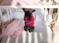 Exotic Pocket Paisley, a female French Bulldog and Poodle - Toy  for sale in New York City, NY – Photo 2 of 8