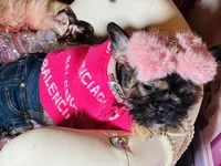 Exotic Pocket Paisley, a female French Bulldog and Poodle - Toy  for sale in New York City, NY – Photo 5 of 8