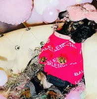 Exotic Pocket Paisley, a female French Bulldog and Poodle - Toy  for sale in New York City, NY – Photo 1 of 8