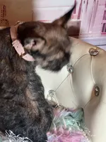 Exotic Pocket Paisley, a female French Bulldog and Poodle - Toy  for sale in New York City, NY – Photo 8 of 8