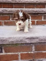 Tiny Tcup Amber Rose, a female Poodle - Toy  for sale in New York City, NY – 2 of 4