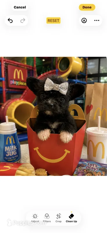 🔥Micro Nano  Mc Flurrie  💐 – Pomapoo puppy for sale in New York City, NY